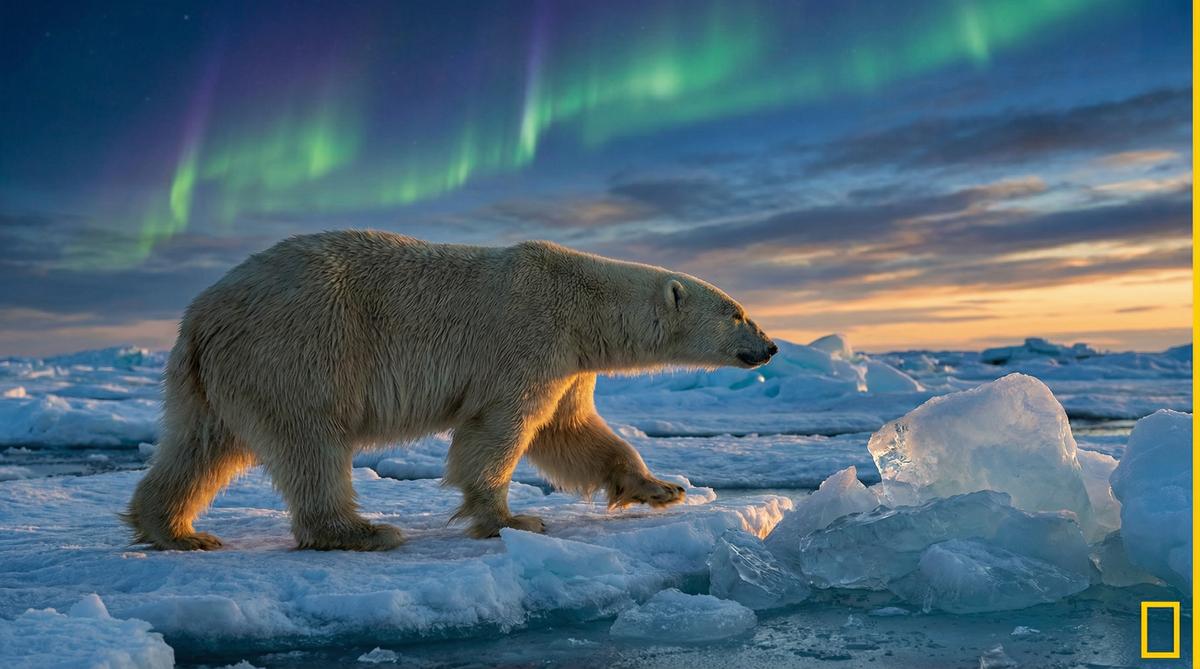 每日大赛北极熊视频